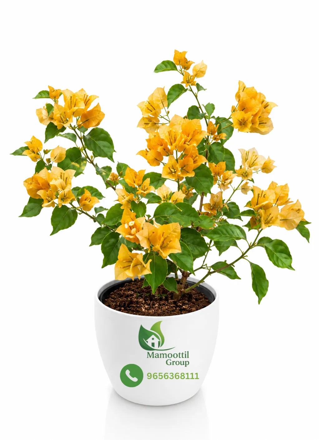 Hawaiian Gold Profile